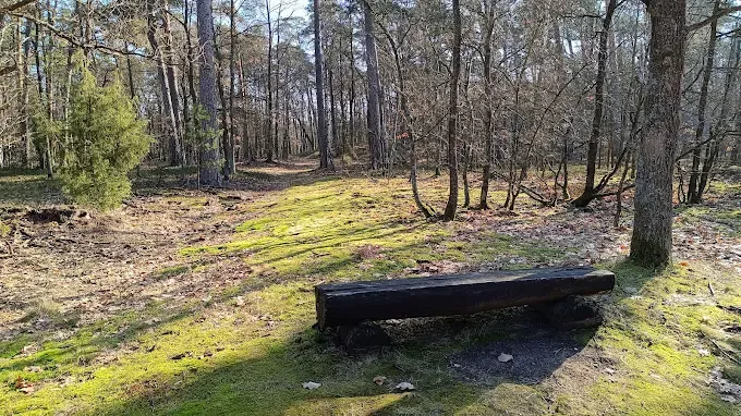 Puszcza Biała